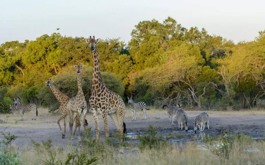 Limpopo National Park, Gaza Province, Mozambique